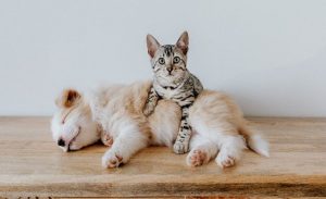 House cleaning tips for pet owners
