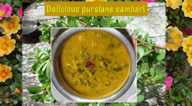 Purslane sambar