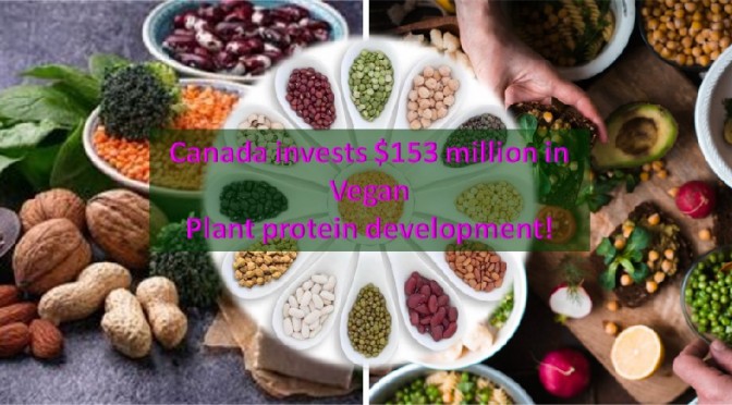 Canada plant protein