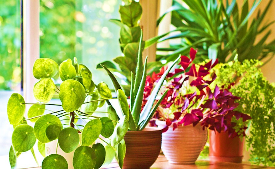 Indoor plant colddayscare
