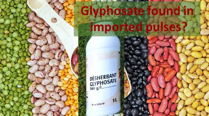 Glyphosate Pulses