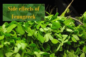 Side effects of Fenugreek
