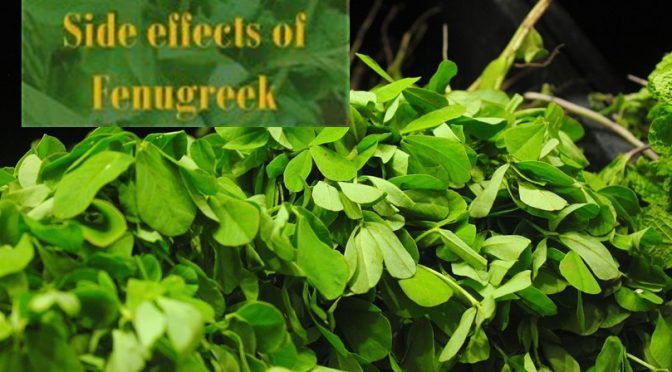 Side effects of Fenugreek