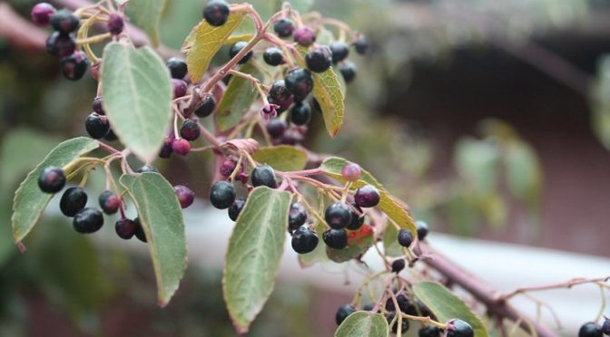 Maqui berry superfruit