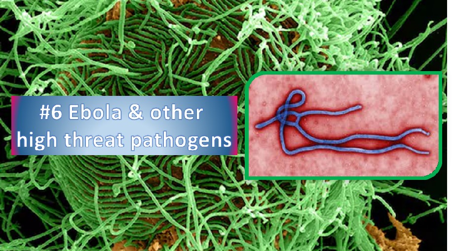Ebola pathogens