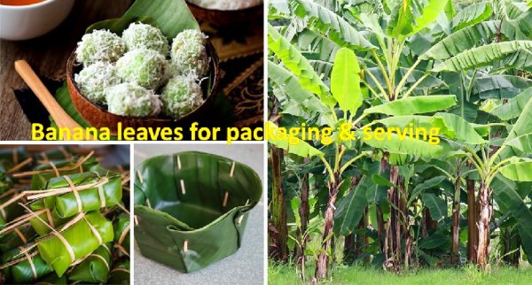 Banana leaves for food packaging