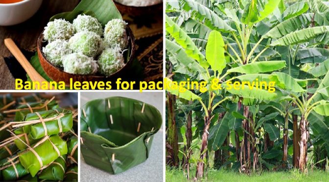 Banana leaves for food packaging