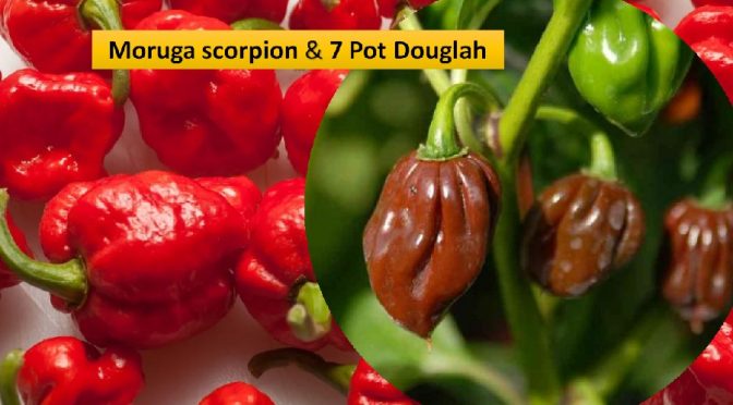 Moruga scorpion & 7 pot Douglah