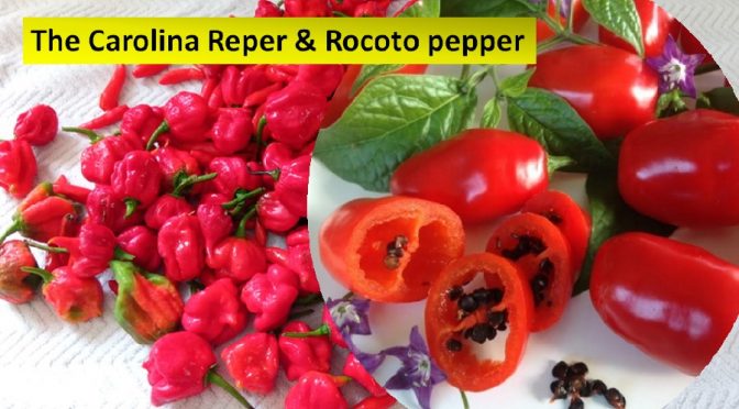 The Carolina Reper and Rocoto chilis