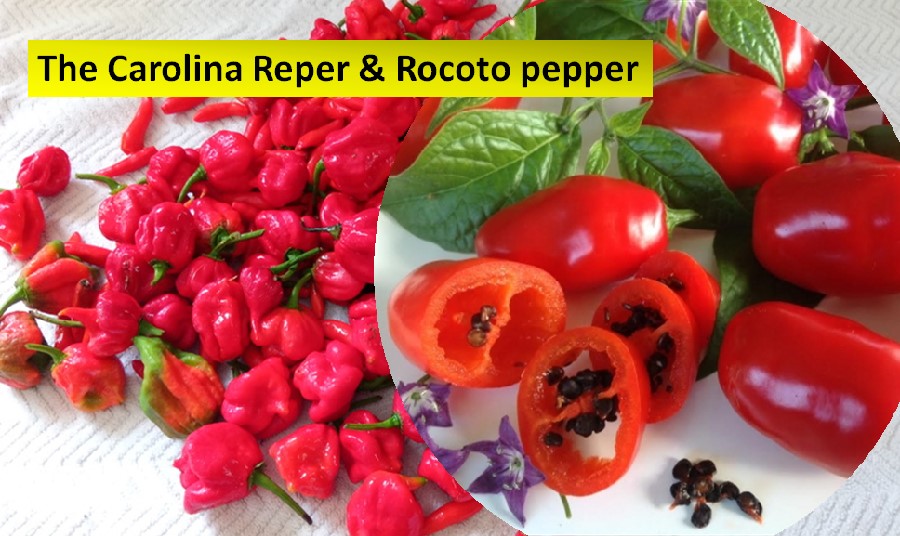 The Carolina Reper and Rocoto chilis