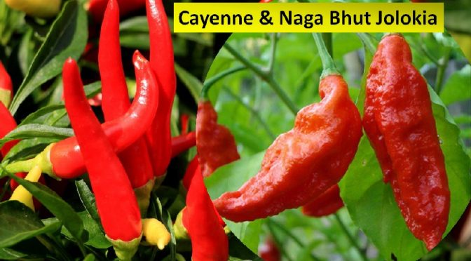 Cayenne pepper & Naga bhut chilis
