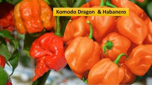 Komodo Dragon chili and Habanero