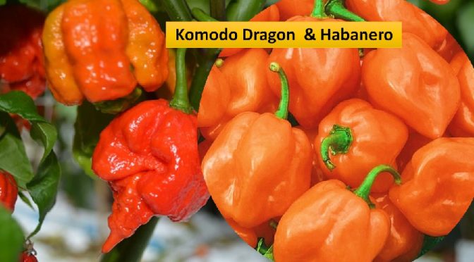 Komodo Dragon chili and Habanero
