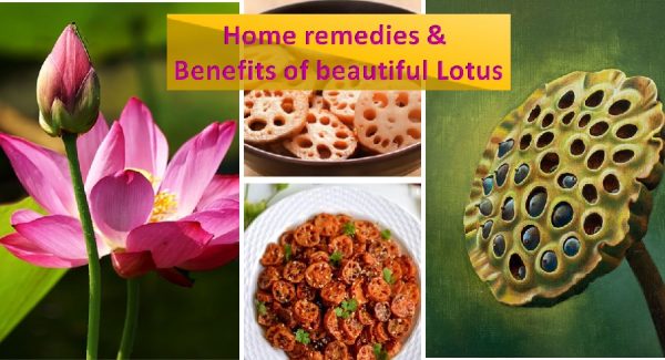 Lotus benefits and remedies