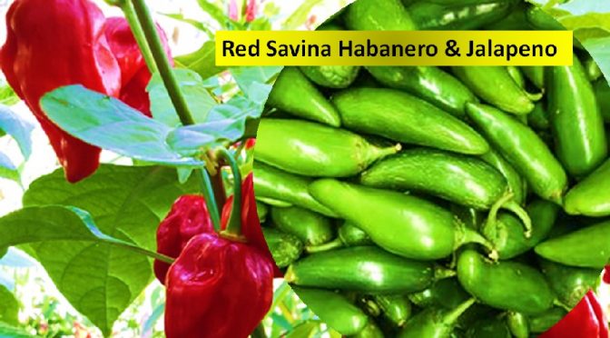 Red Savina Habanero & Jalapeno