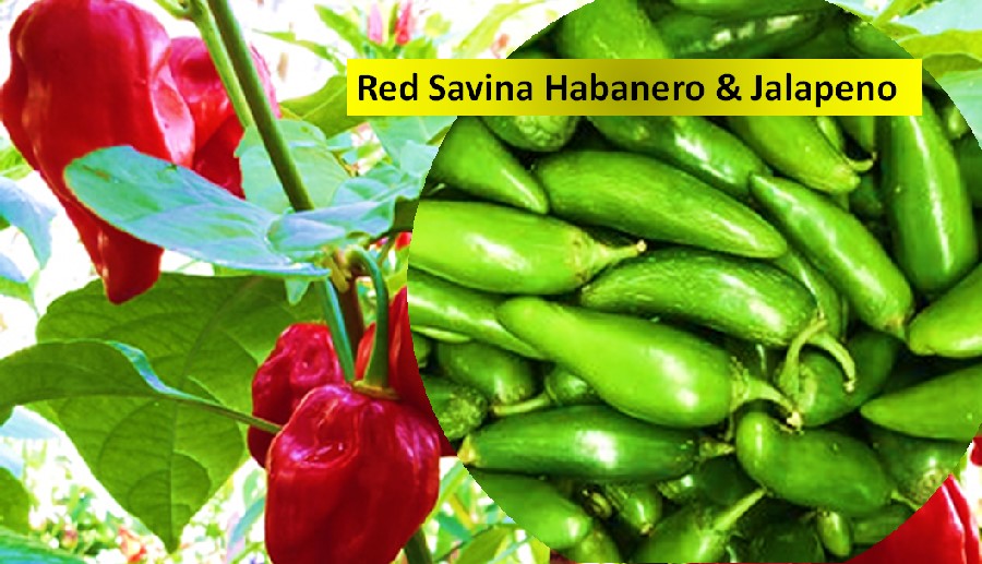 Red Savina Habanero & Jalapeno