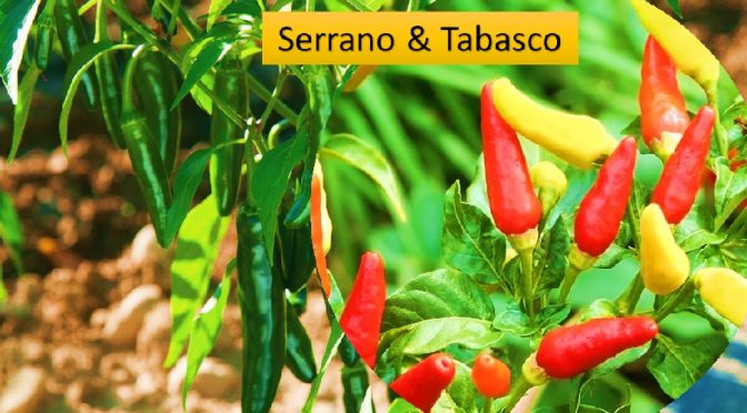 Serrano & Tabasco chilis