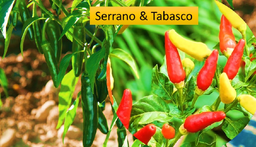 Serrano & Tabasco chilis