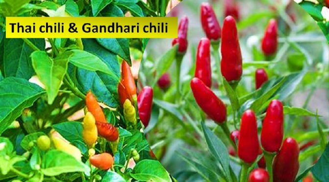 Thai and gandhari chilis