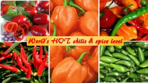 Hottest chilis in the world