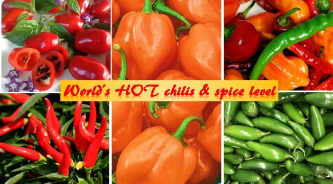 Hottest chilis in the world