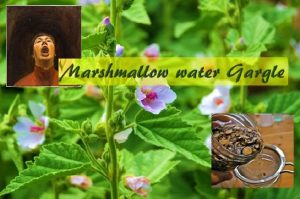 Marshmallow root for sore throat