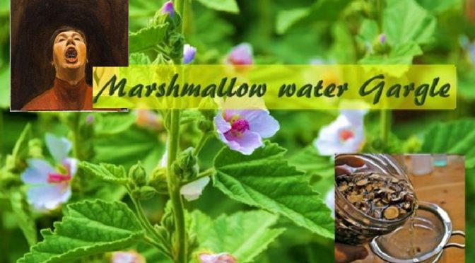 Marshmallow root for sore throat