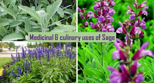 Sage home remedies