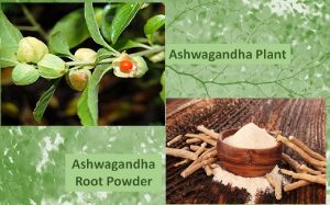 Ashwagandha Powder benefits