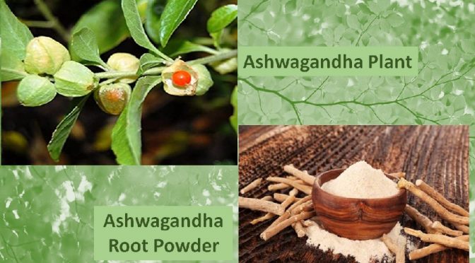 Ashwagandha Powder benefits