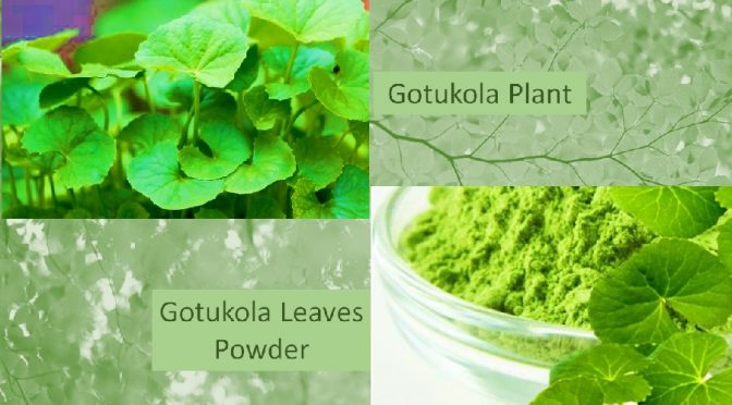 Centella gotukola powder