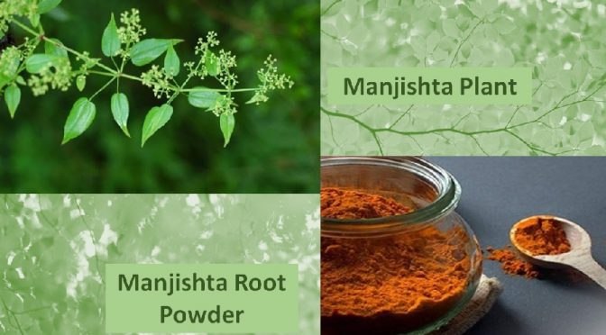 Manjishta powder