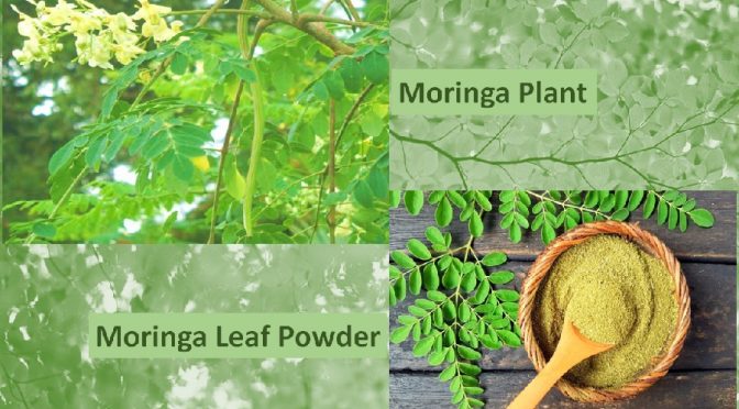 Moringa Powder benefits