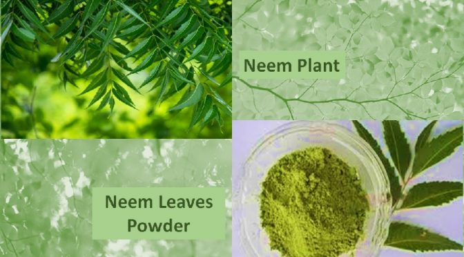 Neem powder benefits