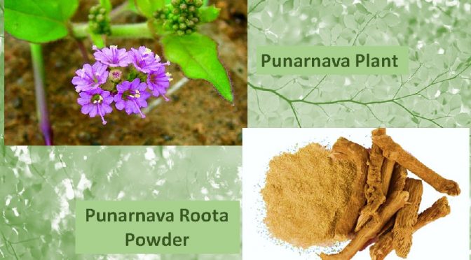 Punarnava root powder