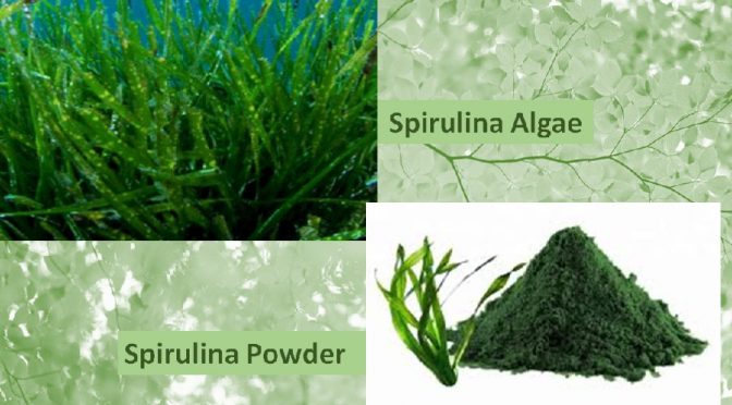 Spirulina powder benefits