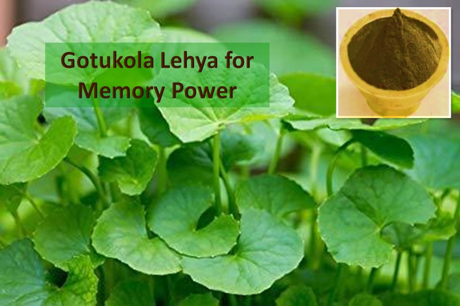 Gotukola Lehya for brain health