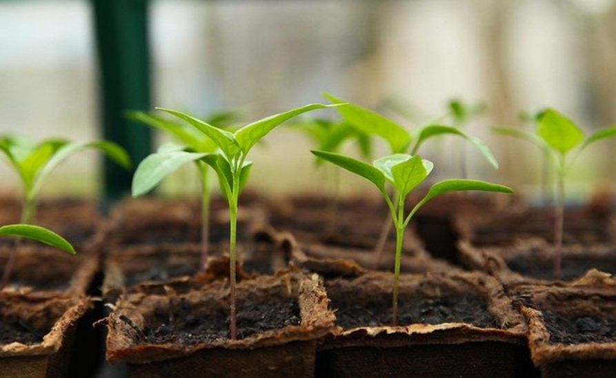 Grow plants to fight depression