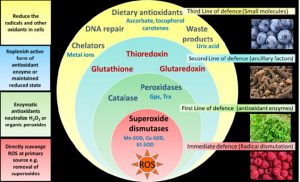 Role of antioxidants on free radicals