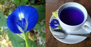Blue tea benefits