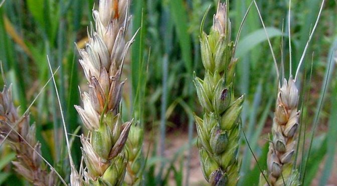 Fusarium mycotoxin