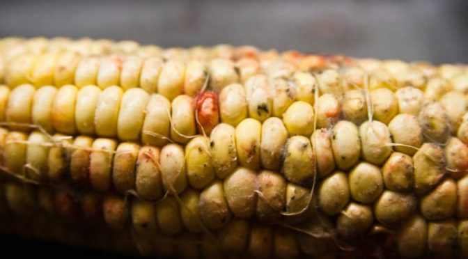 Types of mycotoxins