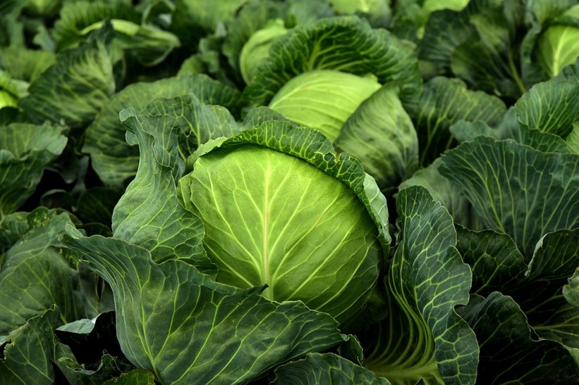 Benefits of cabbage