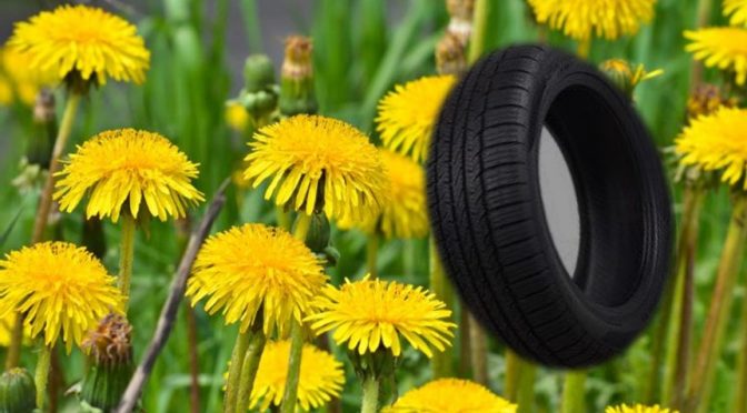 Dandelion rubber