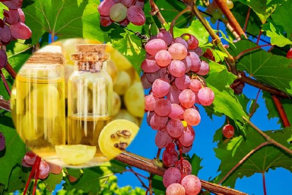 Grapeseed oil benefits