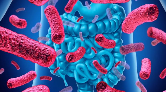 Gut bacteria