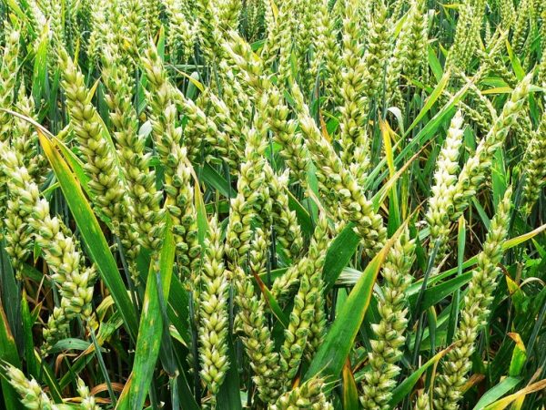 India's new crop varieties