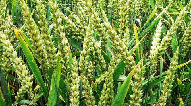 India's new crop varieties