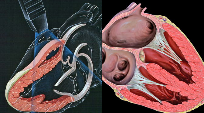 What are the tests that help us to determine our heart health?