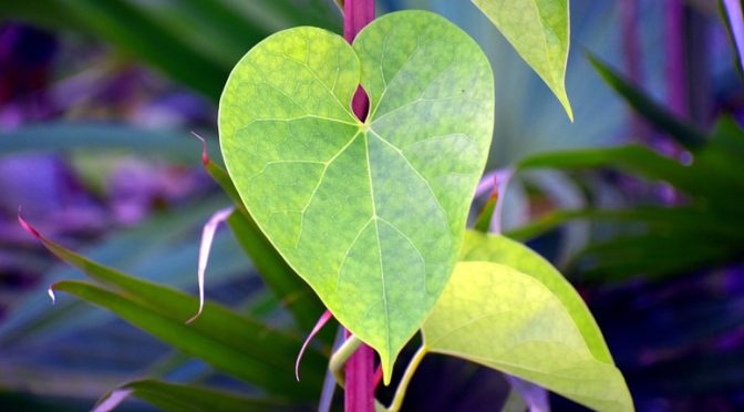 Guduchi is safe to use